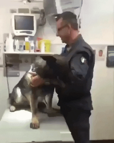 Dogs GIF