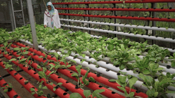 Kebun GIF