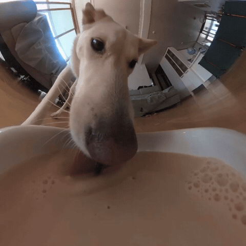 Milk GIF