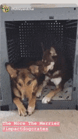 best friends GIF by Impact Dog Crates