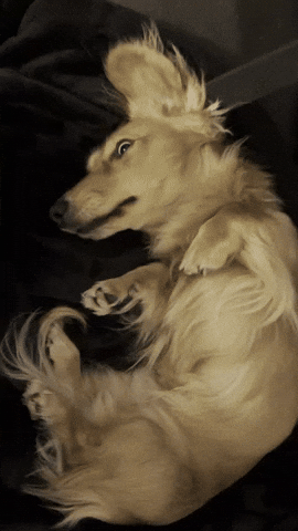 Sausage Dog GIF