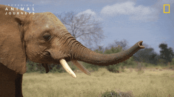 National Geographic Africa GIF by Nat Geo Wild