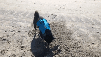 superchillpaws dog beach california hd GIF