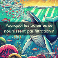 expliquepourquoi-filtration-alimentaire-adaptations-des-baleines-proies-Y3UP0RawOEjqaPxjOD