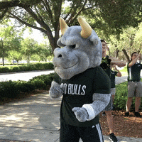 South Florida Mascot GIF by University of South Florida
