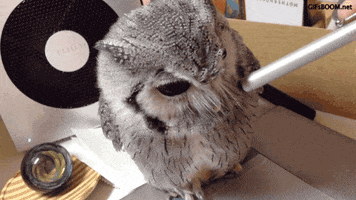 owl pen GIF