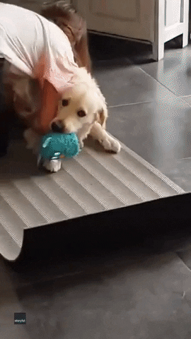 Golden Retriever Dogs GIF by Storyful