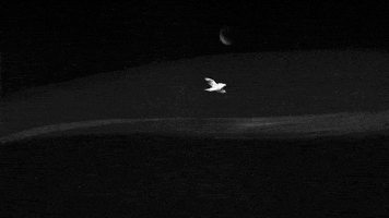 colbay night moon bird flight GIF