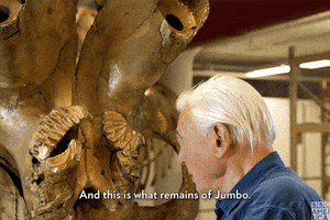 David Attenborough Elephant GIF by BBC America