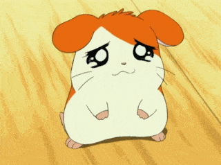 Such a cutie  I got a persian cat breed before but he was lost that I couldnt
