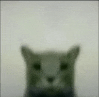 High Resolution Cat GIF