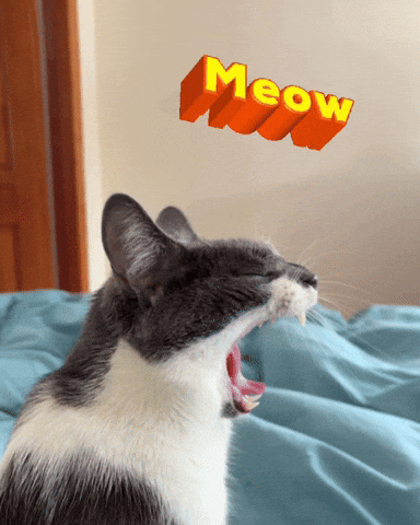 Cat Kitty GIF