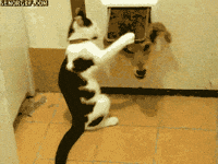 Police Dogs Breaks Up Cat Fight - Señor GIF - Pronounced GIF or JIF?