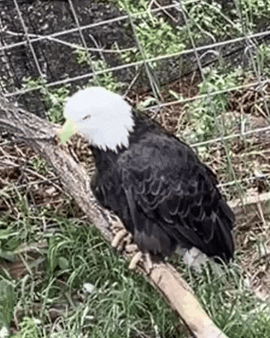 Stare Down Bald Eagle GIF