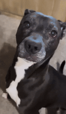 Scared Dog GIF