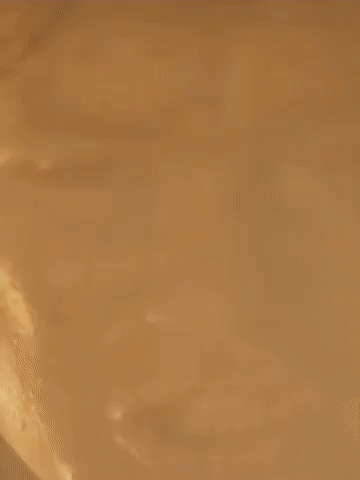 Frodo GIF
