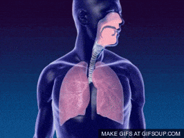 Respiratory GIFs - Get the best GIF on GIPHY