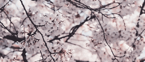 cherry blossom sakura GIF