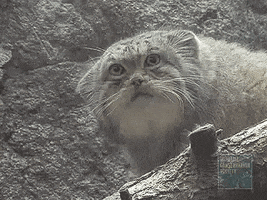 Pallas Cat Reaction GIF