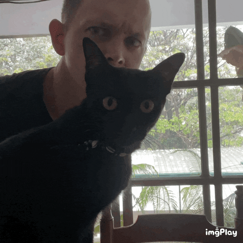 Bjmcat GIF