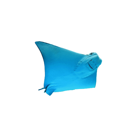 oceanicaquarium Sticker