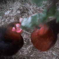 Farm Life Love GIF by xponentialdesign