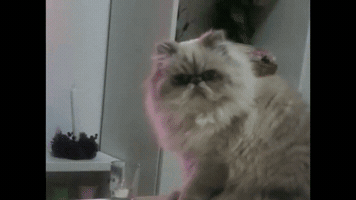 caleblohmanngmailcom  GIF