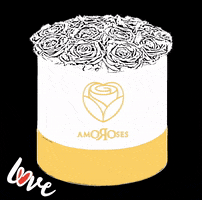Amoroses love rose whiterose whiteroses GIF
