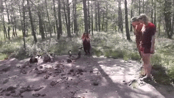 Przystanek Przygoda GIF
