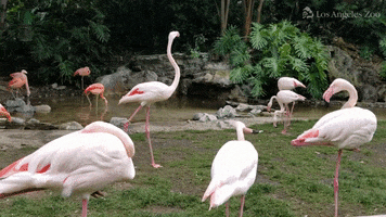Flamingo Lazoo GIF by Los Angeles Zoo and Botanical Gardens