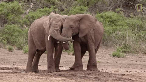 Elephant GIF by Nat Geo Wild - Find & Share on GIPHY