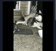 Puppy GIF