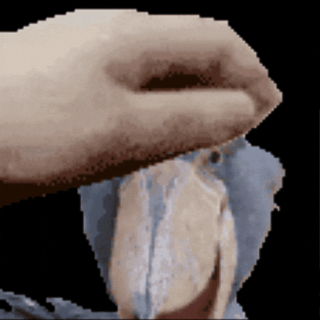 Petpet Shoebill GIF