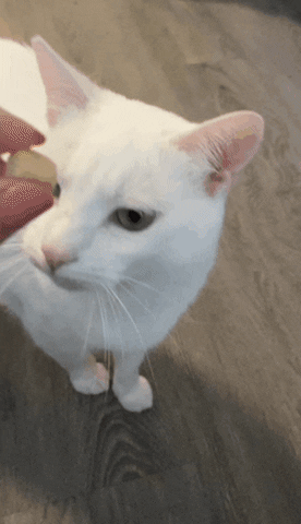 Cat GIF
