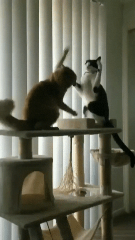 Cat Fail GIF by JustViral.Net