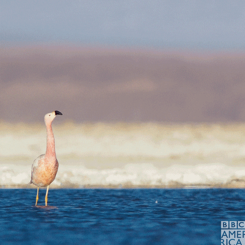 Planet Earth Flamingos GIF by BBC America