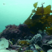 Pbs Nature Sea GIF by Nature on PBS