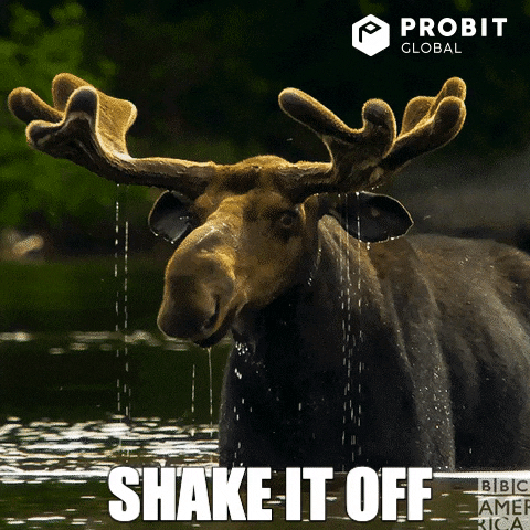 Bull Moose Water GIF by ProBit Global