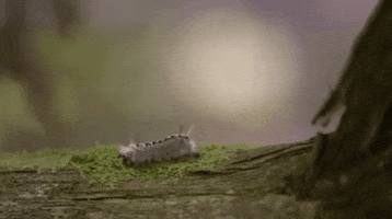 lavraienature tree insect moss caterpillar GIF