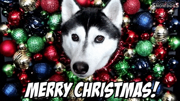 Merry Christmas GIF by Gone to the Snow Dogs