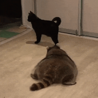 Cat Kittens GIF
