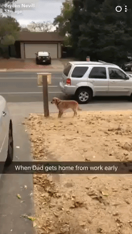Video gif. Snapchat video captioned, "When Dad gets home from work early" shows a dog leaping towards a suited man coming out of his car. The dog excitedly chases him through the entire yard while the man tries to playfully dodge.