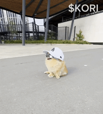Party Dog GIF