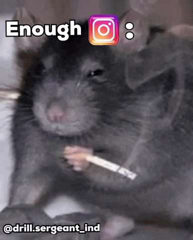 Instagram Rat GIF