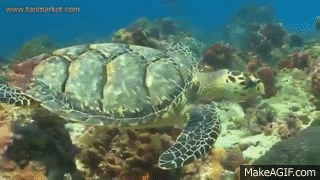 reef GIF