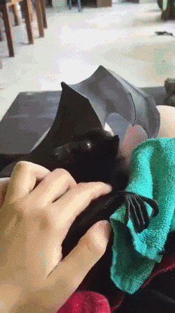 bat affection GIF