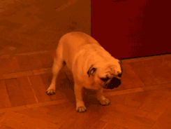 Video gif. A pug standing deep in a dumb stupor, then fails to take a step, falling forward onto its face, apparently drunk or brain-dead.
