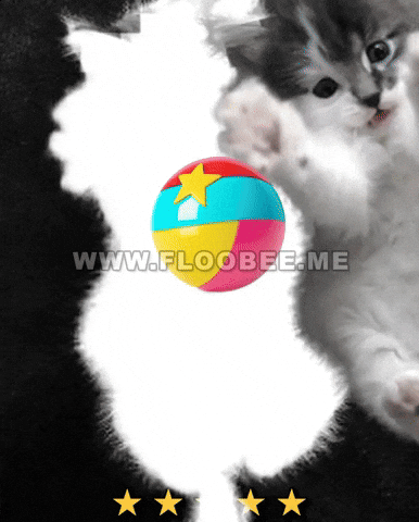 Cats GIF