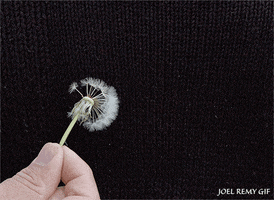 Flower Dandelion GIF by joelremygif