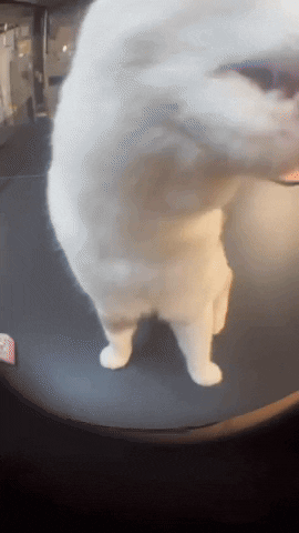 Video gif. We get a fishbowl perspective of a white cat sitting on a table and licking us. 
